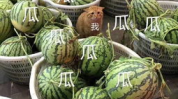 娱乐吃瓜头像图片大全,海量娱乐吃瓜头像大盘点